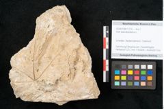 Foto (Objekt + Etikett) von Acer pseudoplatanus L. (NHMW-GEO-2024-0188-11376)